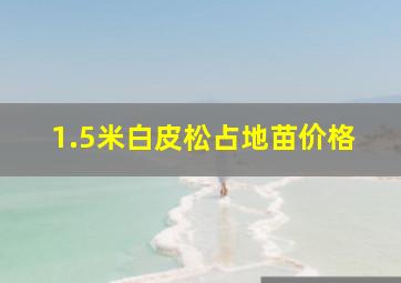 1.5米白皮松占地苗价格