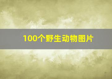 100个野生动物图片