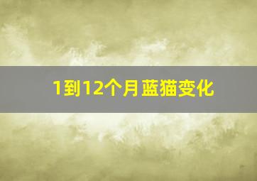 1到12个月蓝猫变化