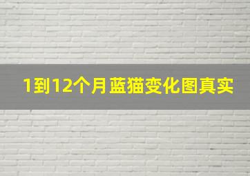 1到12个月蓝猫变化图真实