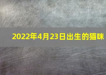 2022年4月23日出生的猫咪