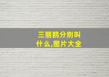 三丽鸥分别叫什么,图片大全