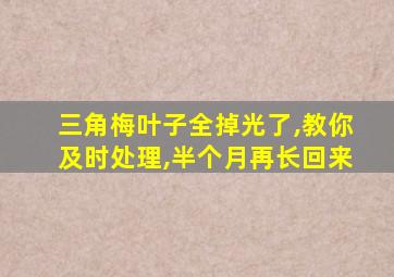 三角梅叶子全掉光了,教你及时处理,半个月再长回来