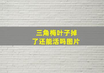 三角梅叶子掉了还能活吗图片