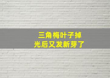 三角梅叶子掉光后又发新芽了