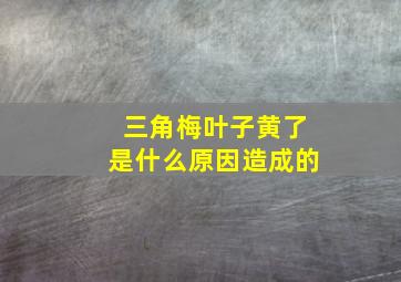 三角梅叶子黄了是什么原因造成的