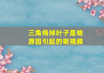 三角梅掉叶子是啥原因引起的呢视频