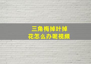 三角梅掉叶掉花怎么办呢视频