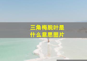 三角梅脱叶是什么意思图片