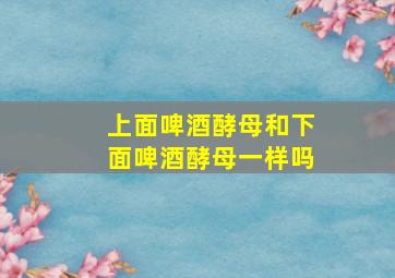 上面啤酒酵母和下面啤酒酵母一样吗