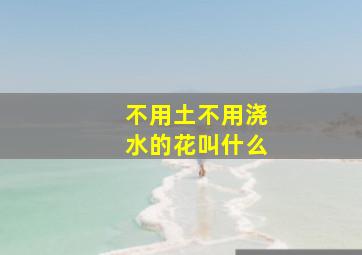 不用土不用浇水的花叫什么