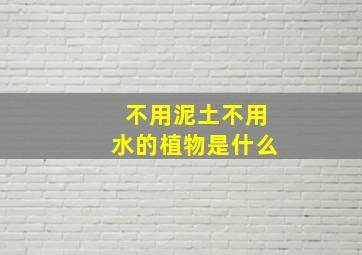 不用泥土不用水的植物是什么