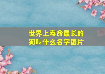 世界上寿命最长的狗叫什么名字图片