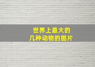 世界上最大的几种动物的图片