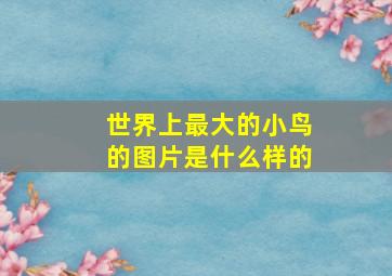 世界上最大的小鸟的图片是什么样的