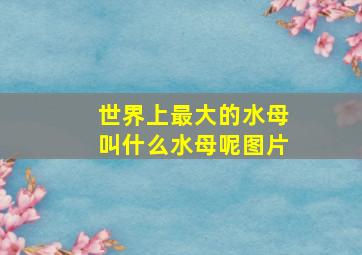 世界上最大的水母叫什么水母呢图片