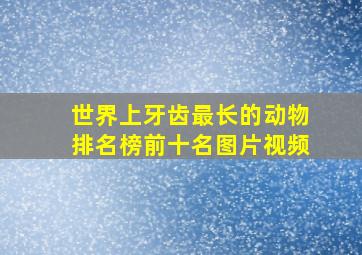 世界上牙齿最长的动物排名榜前十名图片视频