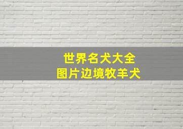 世界名犬大全图片边境牧羊犬