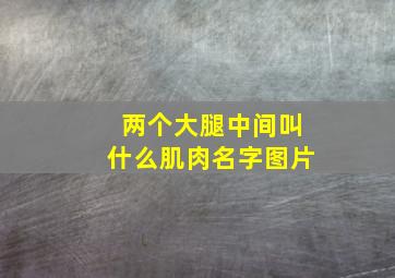 两个大腿中间叫什么肌肉名字图片