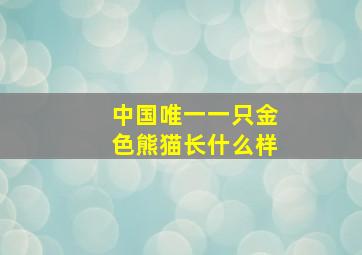 中国唯一一只金色熊猫长什么样