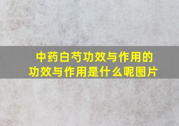 中药白芍功效与作用的功效与作用是什么呢图片