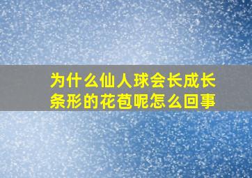 为什么仙人球会长成长条形的花苞呢怎么回事