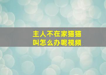 主人不在家猫猫叫怎么办呢视频