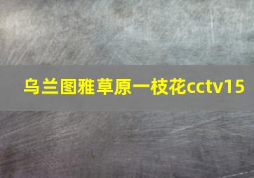 乌兰图雅草原一枝花cctv15