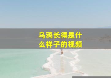 乌鸦长得是什么样子的视频