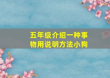 五年级介绍一种事物用说明方法小狗