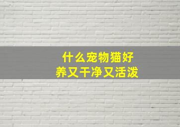 什么宠物猫好养又干净又活泼