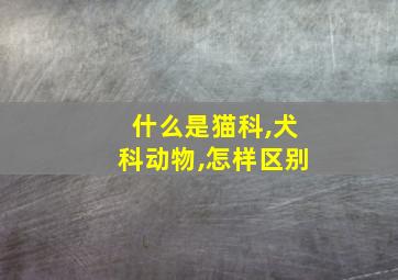 什么是猫科,犬科动物,怎样区别