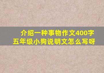 介绍一种事物作文400字五年级小狗说明文怎么写呀