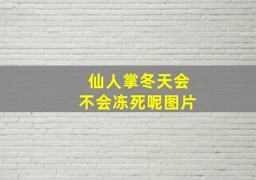 仙人掌冬天会不会冻死呢图片