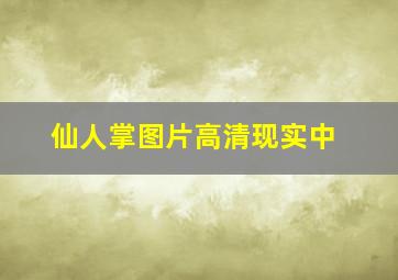 仙人掌图片高清现实中