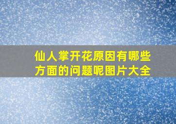 仙人掌开花原因有哪些方面的问题呢图片大全