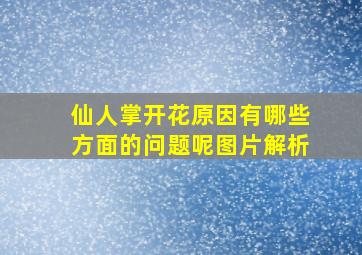 仙人掌开花原因有哪些方面的问题呢图片解析