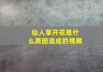 仙人掌开花是什么原因造成的视频