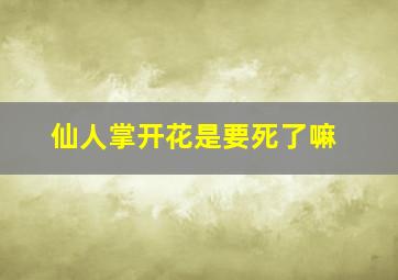 仙人掌开花是要死了嘛