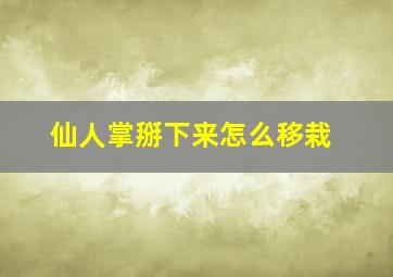 仙人掌掰下来怎么移栽