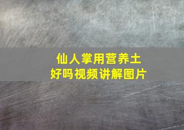 仙人掌用营养土好吗视频讲解图片