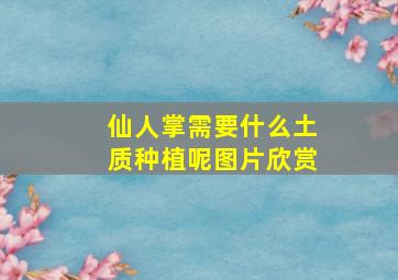 仙人掌需要什么土质种植呢图片欣赏