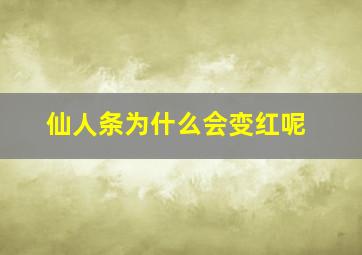 仙人条为什么会变红呢