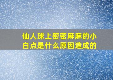 仙人球上密密麻麻的小白点是什么原因造成的