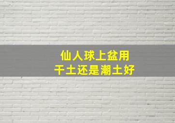 仙人球上盆用干土还是潮土好