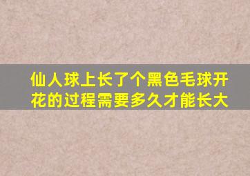 仙人球上长了个黑色毛球开花的过程需要多久才能长大