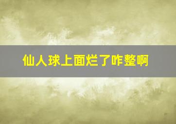 仙人球上面烂了咋整啊