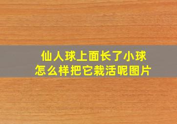 仙人球上面长了小球怎么样把它栽活呢图片