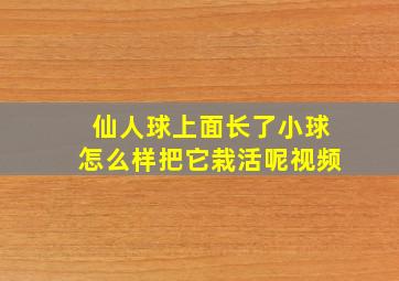 仙人球上面长了小球怎么样把它栽活呢视频