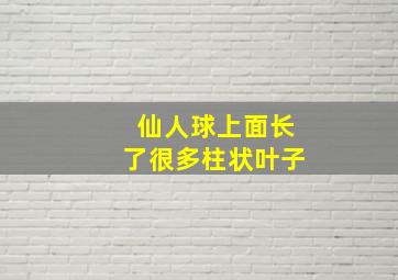 仙人球上面长了很多柱状叶子